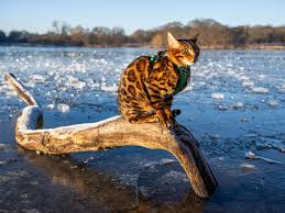 Stunning photos show Richmond Park frozen as 'big freeze' coming to London