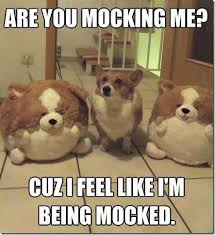 Image result for funny pics of dogs