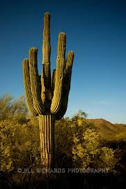 Image result for saguaro cactus