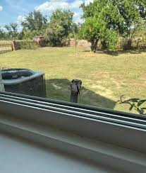 Homeowner lets backyard snake stay after online sleuths reveal its true identity