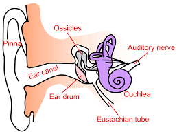 Résultat de recherche d'images pour "ear anatomy"