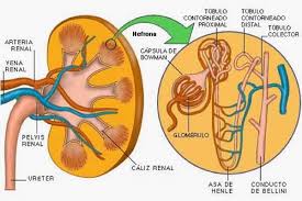 Cápsula de Bowman-> Encierra glomerulos 
Glomerulo ->Filtra (general)
Asa de Henle -> lleva la orina de los tubulos urinífero