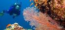 Southern Caribbean: Top Places to Snorkel Dive - Cruise Critic