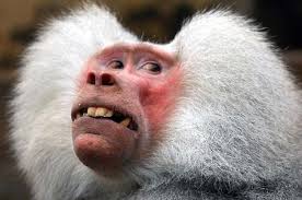 Image result for funny animals