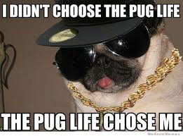 Image result for pug gif