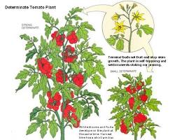 Image of Determinate tomato plant