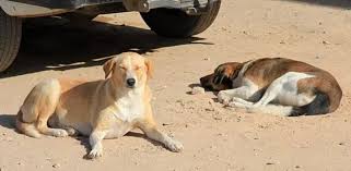 Copa do Mundo de 2030: Marrocos é acusado de planejar abate de até 3 milhões de cães para ‘limpar’ ruas antes do torneio; entenda