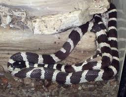 Image result for king snake