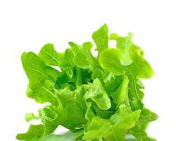 Image of Baby Green Oak Lettuce