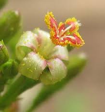 Image result for Jatropha variifolia