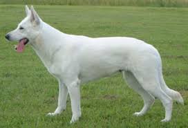 Bildresultat för schäfer bilder