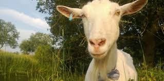 Image search result for 