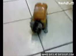 Bildergebnis für cat bread