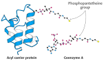 The function of acyl carrier protein in the synthesis of membrane