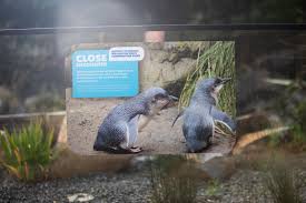Bird flu: Wellington Zoo cancels all close encounters with penguins