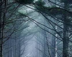Imagen de misty, dense forest path