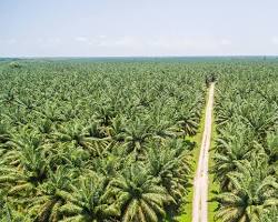 Gambar Perkebunan kelapa sawit Indonesia