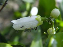 African citrus psyllid effects in orange | SOLVERCHEM