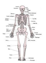 Resultado de imagen para cuerpo humano