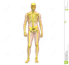Resultado de imagen para cuerpo humano