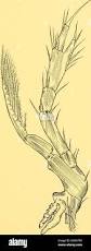 Image result for Austropleustes cuspidatus