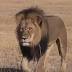 Authorities restrict big-game hunting in Zimbabwe