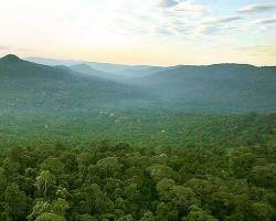 Image of Cambodian rainforest