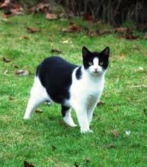 Bildergebnis für schwarz weiße katze