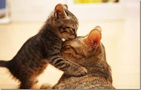 Cute kitty