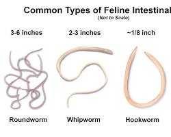 Image of roundworms in cat's stool