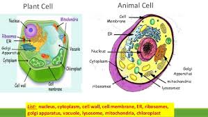 Image result for plant and animal cells