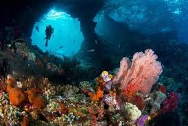 Image result for raja ampat papua diving