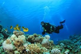 Image result for marine biologist