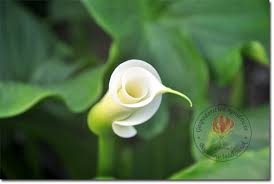 Znalezione obrazy dla zapytania kalia