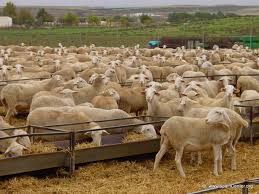 Resultado de imagen de imágenes de corderos