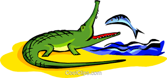 Resultado de imagem para peixes e crocodilos
