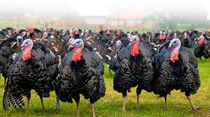 Image result for turkeys