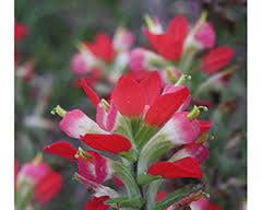 Image of Indian Paintbrush Wildflower in Texas