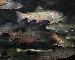 Brook trout, the state fish of West Virginia