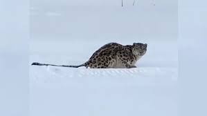 Snow Leopard Attacks Ski Tourist in China