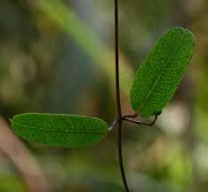 Image result for Cryptolepis obtusa