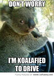 Funny-Koala-picture.jpg via Relatably.com