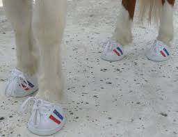 Image result for minature horse shoes