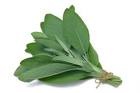 Sage - The World s Healthiest Foods