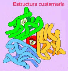 ESTRUCTURA CUATERNARIA