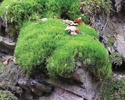 Image of Mosses