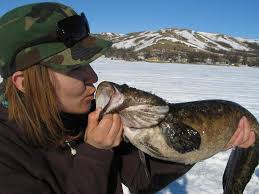 Image result for burbot fish