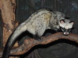 Image result for MUSANG CONGKOK
