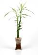 Bamboo Plants : Giftable Plants - m