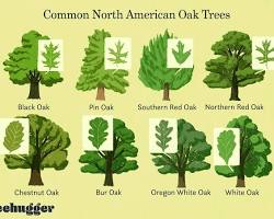 Oak tree